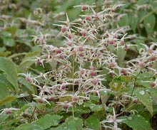 Load image into Gallery viewer, Epimedium 'Domino'
