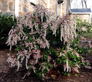 Pieris jap. 'Dorothy Wycoff'