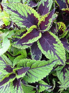 Coleus 'Dragon Tongue'