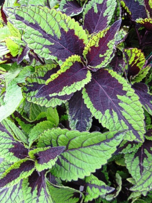 Coleus 'Dragon Tongue'
