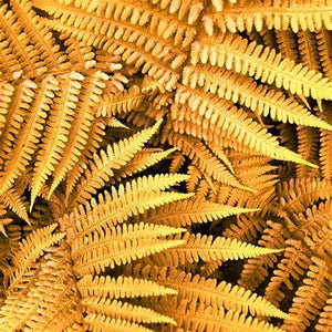 Dryopteris 'Jurassic Gold' - Wood Fern