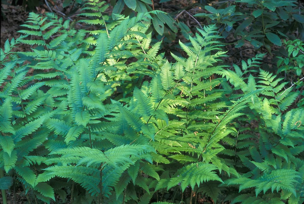 Dryopteris goldiana - Goldie's Wood Fern