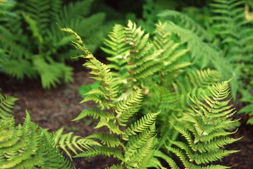 Dryopteris marginalis - Marginal Shield Fern