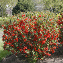 Load image into Gallery viewer, Chaenomeles &#39;Double Take Orange&#39; - Flowering Quince
