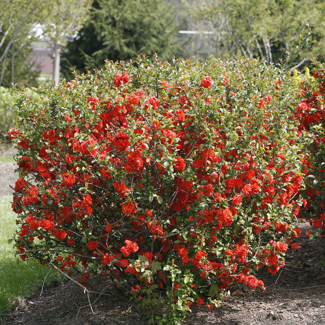 Chaenomeles 'Double Take Orange' - Flowering Quince