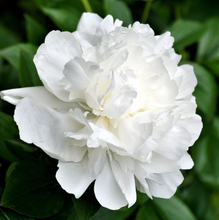 Load image into Gallery viewer, Paeonia 'Duchesse de Nemours' - Peony
