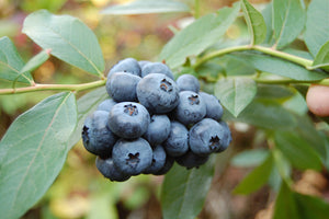 Vaccinium cor. 'Duke' - Highbush Blueberry