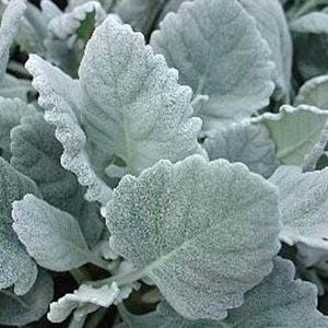 Dusty Miller Cirrus