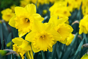 Narcissus 'Dutch Master' - Daffodil