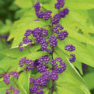 Callicarpa dich. 'Early Amethyst' - Beautyberry