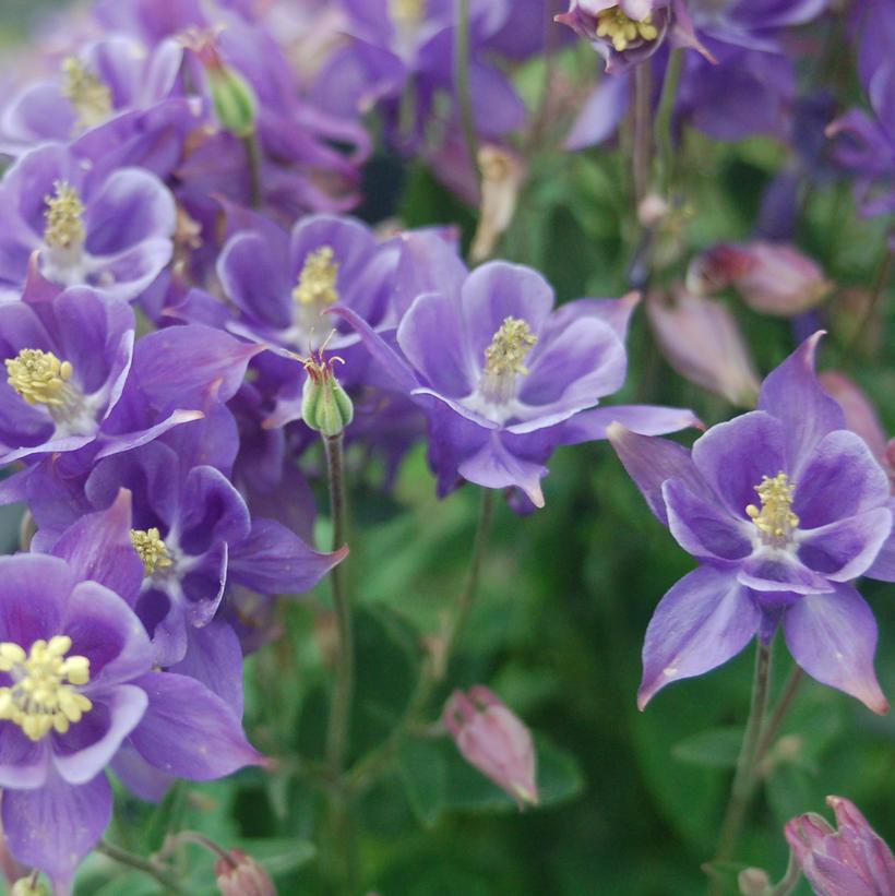 Aquilegia 'Earlybird Purple Blue'