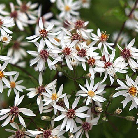 Aster div. 'Eastern Star'