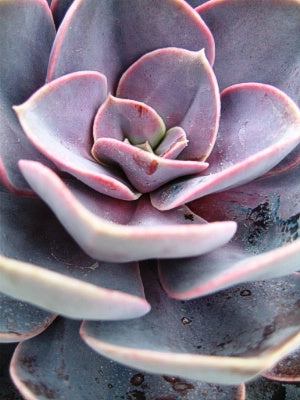 Echeveria 'Perle von Nurnberg'