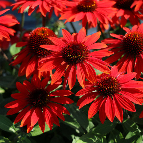 Echinacea 'Sangrita' - Coneflower