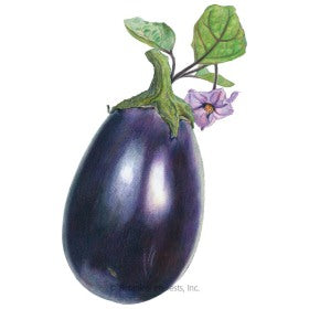 SEEDS: Eggplant - Black Beauty - Organic