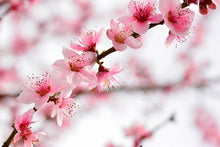 Load image into Gallery viewer, Prunus &#39;Elberta&#39; - Peach
