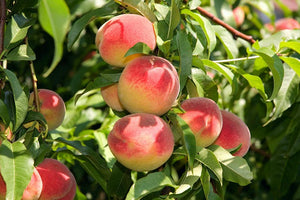 Prunus 'Elberta' - Peach