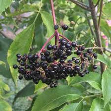 Load image into Gallery viewer, Sambucus canadensis
