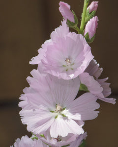 Sidalcea 'Elsie Heugh' - Checkerbloom