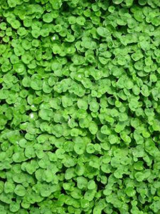 Dichondra 'Emerald Falls'