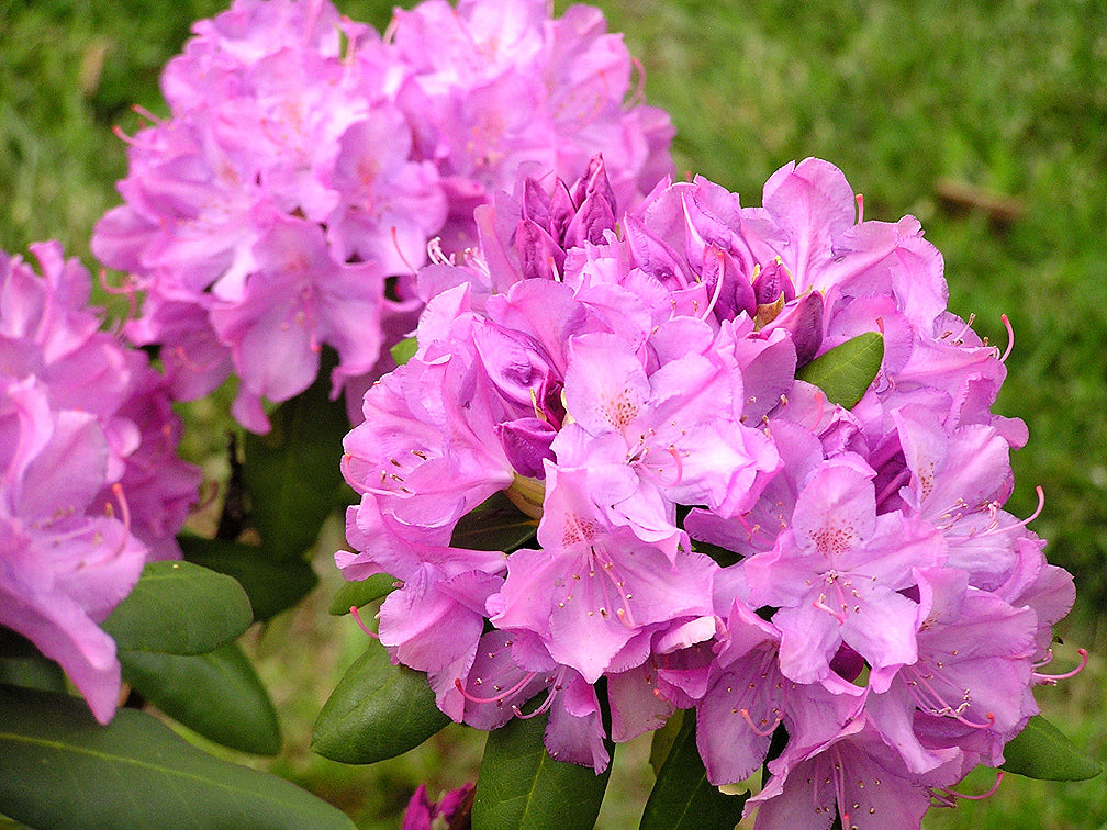 roseum pink rhododendron Rhododendron 'English Roseum' – Pondside Nursery