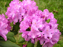 Load image into Gallery viewer, Rhododendron &#39;English Roseum&#39;
