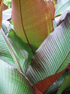 Ensete 'Red Abyssinian'
