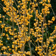 Load image into Gallery viewer, Ilex vert. &#39;Berry Heavy Gold&#39;
