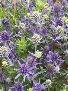 Eryngium plan. 'Blue Glitter' - Sea Holly