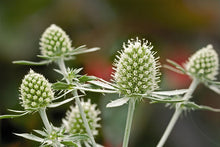 Load image into Gallery viewer, Eryngium plan. 'White Glitter' - Sea Holly
