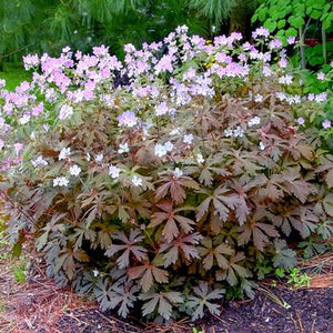 Geranium mac. 'Espresso'