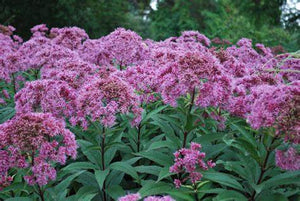 Eupatorium purpureum - Joe Pye Weed