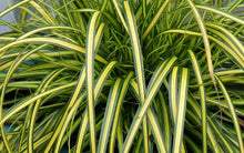 Load image into Gallery viewer, Carex ‘Eversheen’ - Japanese Sedge
