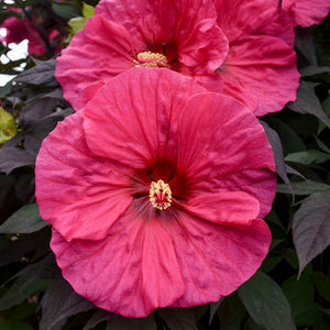 Hibiscus 'Evening Rose'