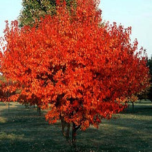 Load image into Gallery viewer, Acer gin. &#39;Flame&#39; - Amur Maple
