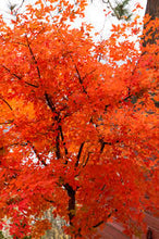 Load image into Gallery viewer, Acer gri. - Paper Bark Maple
