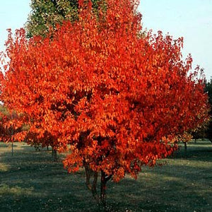 Acer gin. 'Flame' - Amur Maple