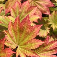 Acer jap. 'Vitifolium' - Full Moon Maple