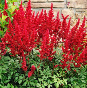 Astilbe ard. 'Fanal'