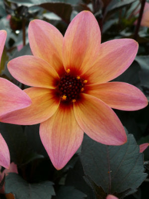 Dahlia 'Mystic Fantasy'
