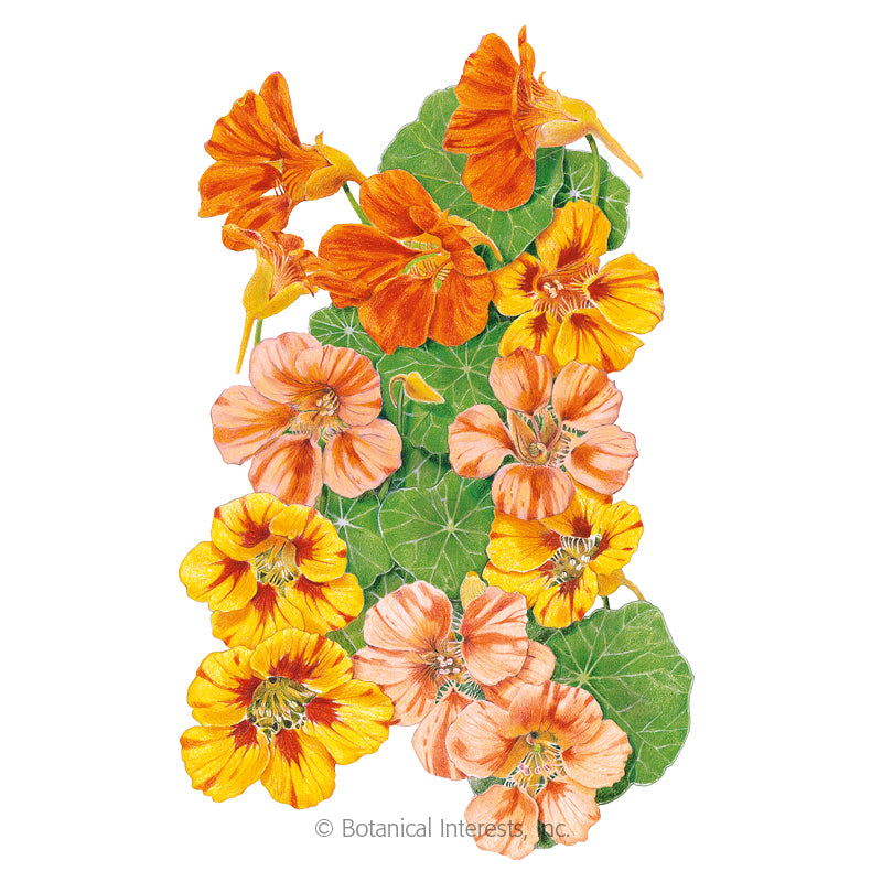 SEEDS: Nasturtium Fiesta Blend