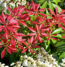 Load image into Gallery viewer, Pieris jap. &#39;Mountain Fire&#39;
