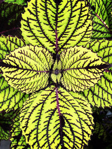 Coleus 'Fishnet Stockings'