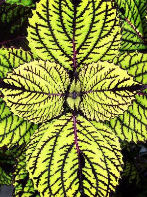 Coleus 'Fishnet Stockings'