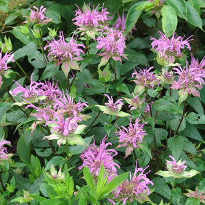 Monarda fistulosa - Beebalm