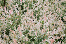 Load image into Gallery viewer, Salix integra &#39;Flamingo&#39; - Dappled Willow
