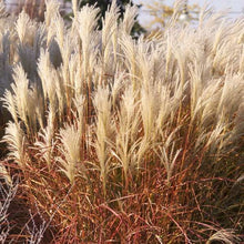 Load image into Gallery viewer, Miscanthus s. &#39;Purpurescens&#39; - Flame Grass
