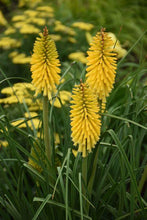 Load image into Gallery viewer, Kniphofia &#39;Solar Flare&#39; - Red Hot Poker

