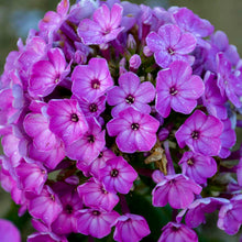 Load image into Gallery viewer, Phlox pan. &#39;Flame Purple&#39; - Garden Phlox
