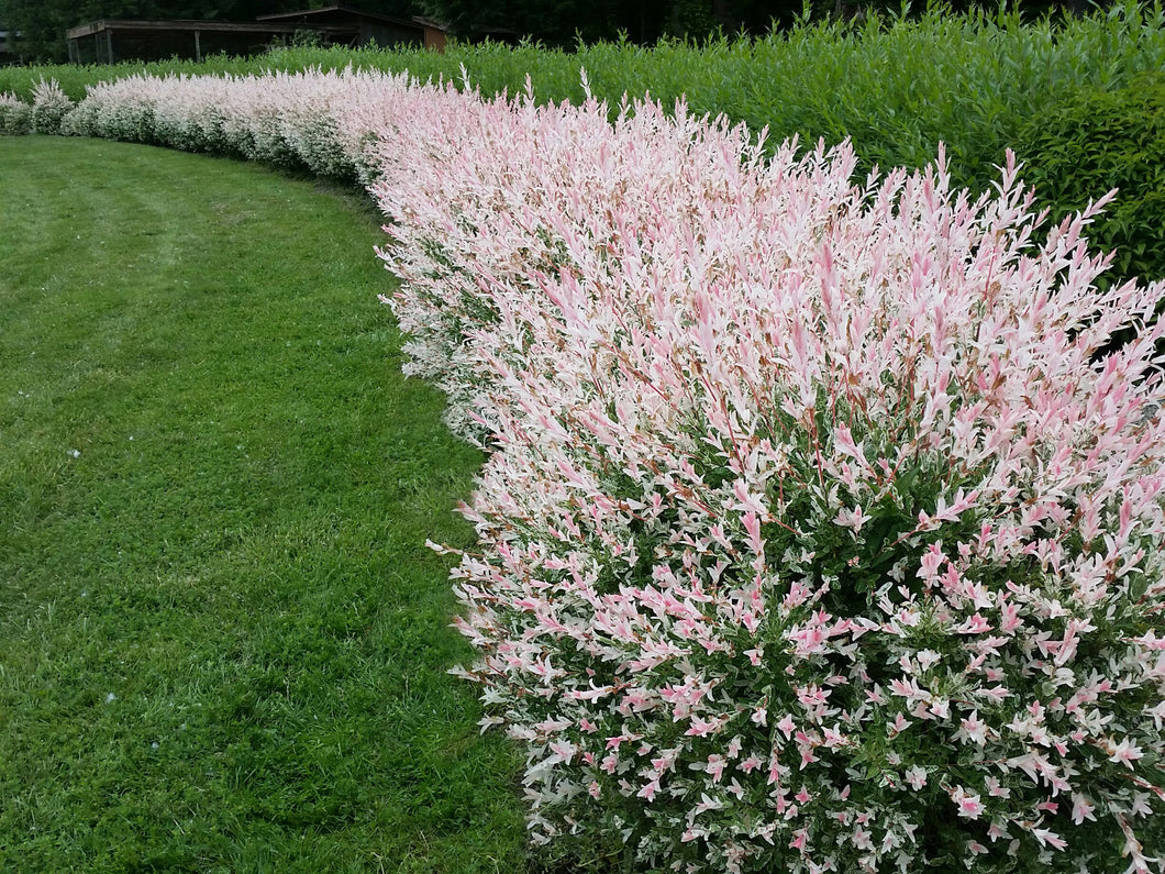 Salix integra 'Flamingo' - Dappled Willow